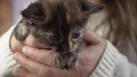 woman holding cute young baby tortoiseshell kitten in hands close up shot