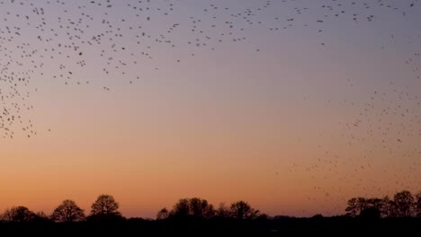 Amazing-murmuration-of-starling-birds-flying,-swooping,-twisting-in-sync-performing-shape-shifting-against-sunset-sky-in-Somerset,-West-Country,-England