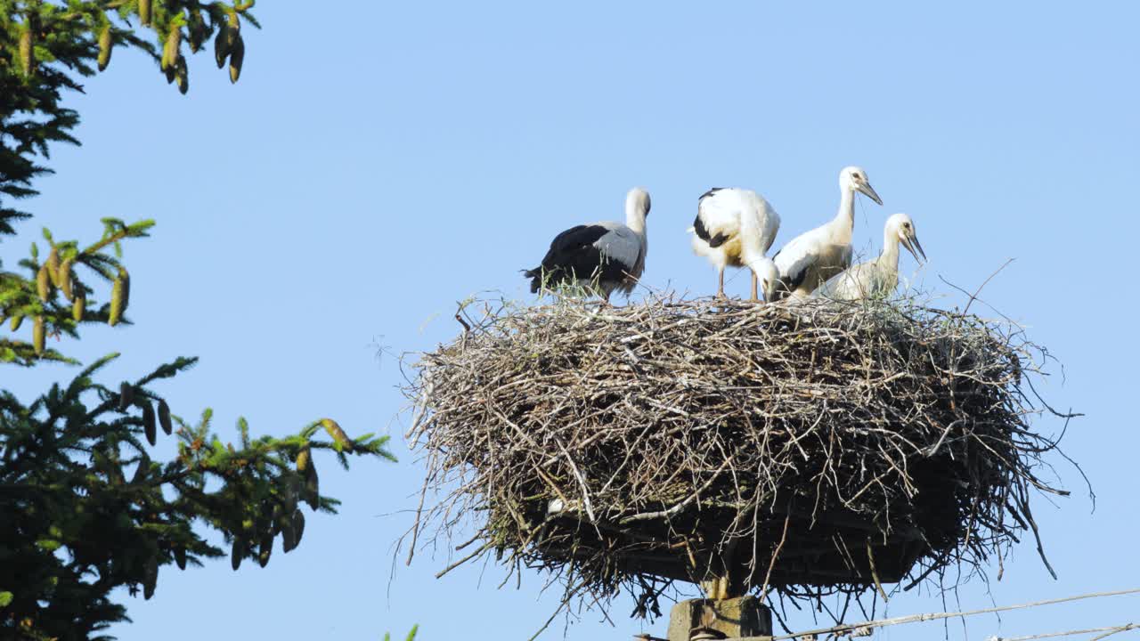 A family of storks in a nest