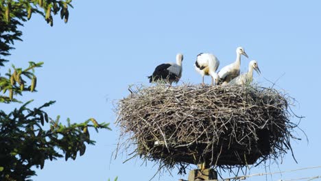 a family of storks in a nest