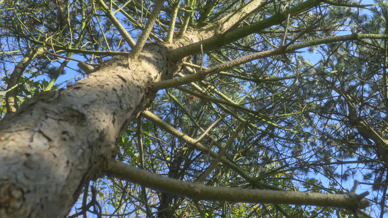 Pine tree low angle view upwards