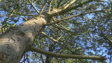 árbol de pino vista de bajo ángulo hacia arriba