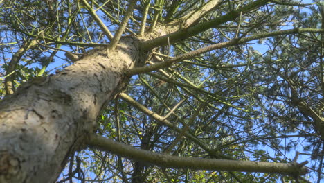 pine tree low angle view upwards