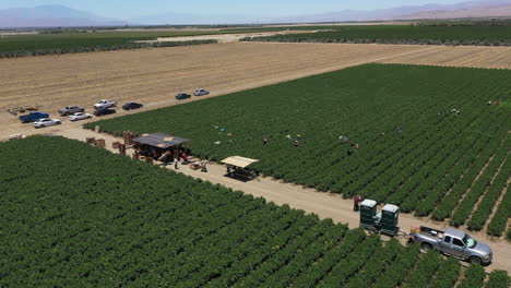 drone-shotted overhead footage from palm spring valley, california, near los angeles, usa, displays farmers working in the fields on a sunny day