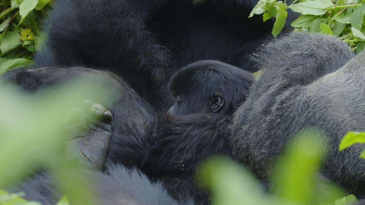 Piedi di gorilla e un cucciolo di gorilla che morde mano e piede.