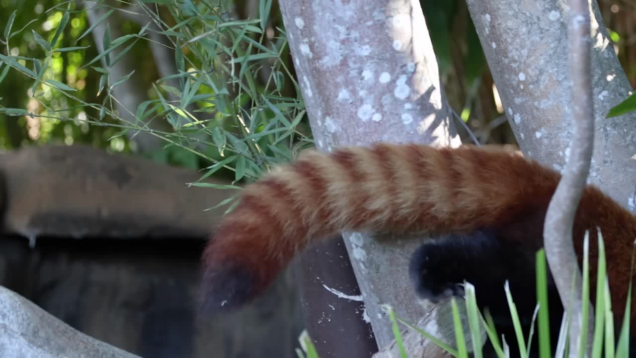 A red panda gracefully moves along tree branches surrounded by lush greenery and foliage.