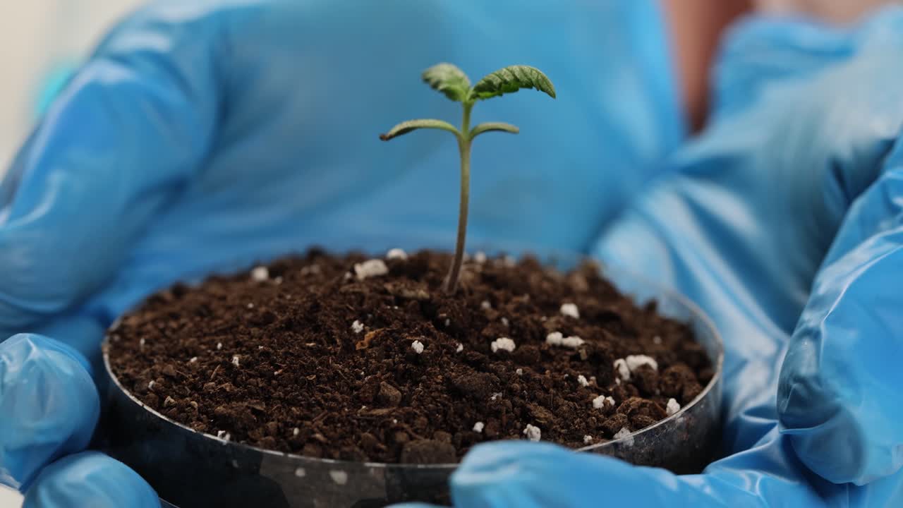 Cannabis seedling in hands