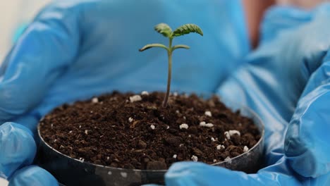 cannabis seedling in hands
