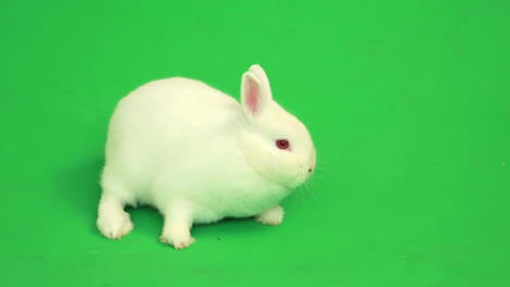 fluffy white rabbit sniffing around him