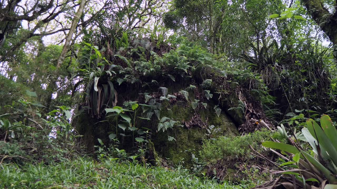 low rainforest mountain, extrema - minas gerais, brazil, tropical plants in the wind