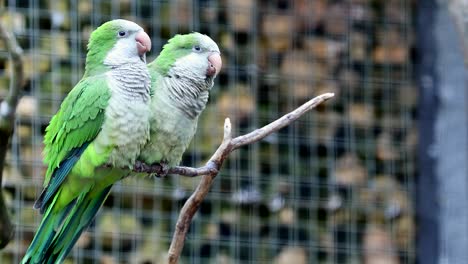 una pareja de loros monjes.