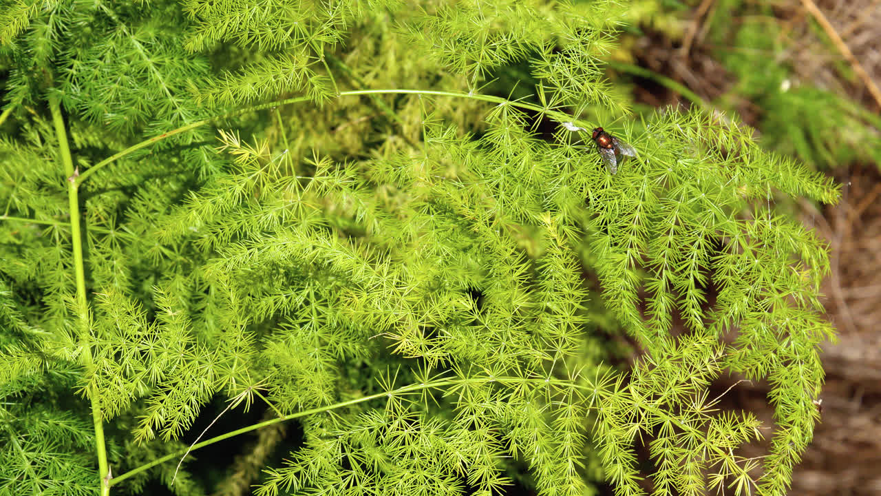 una mosca de color sentada en un bronce un helecho de espárragos