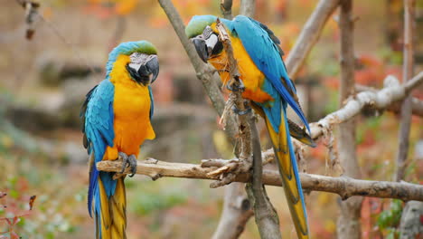 blue parrots on a branch