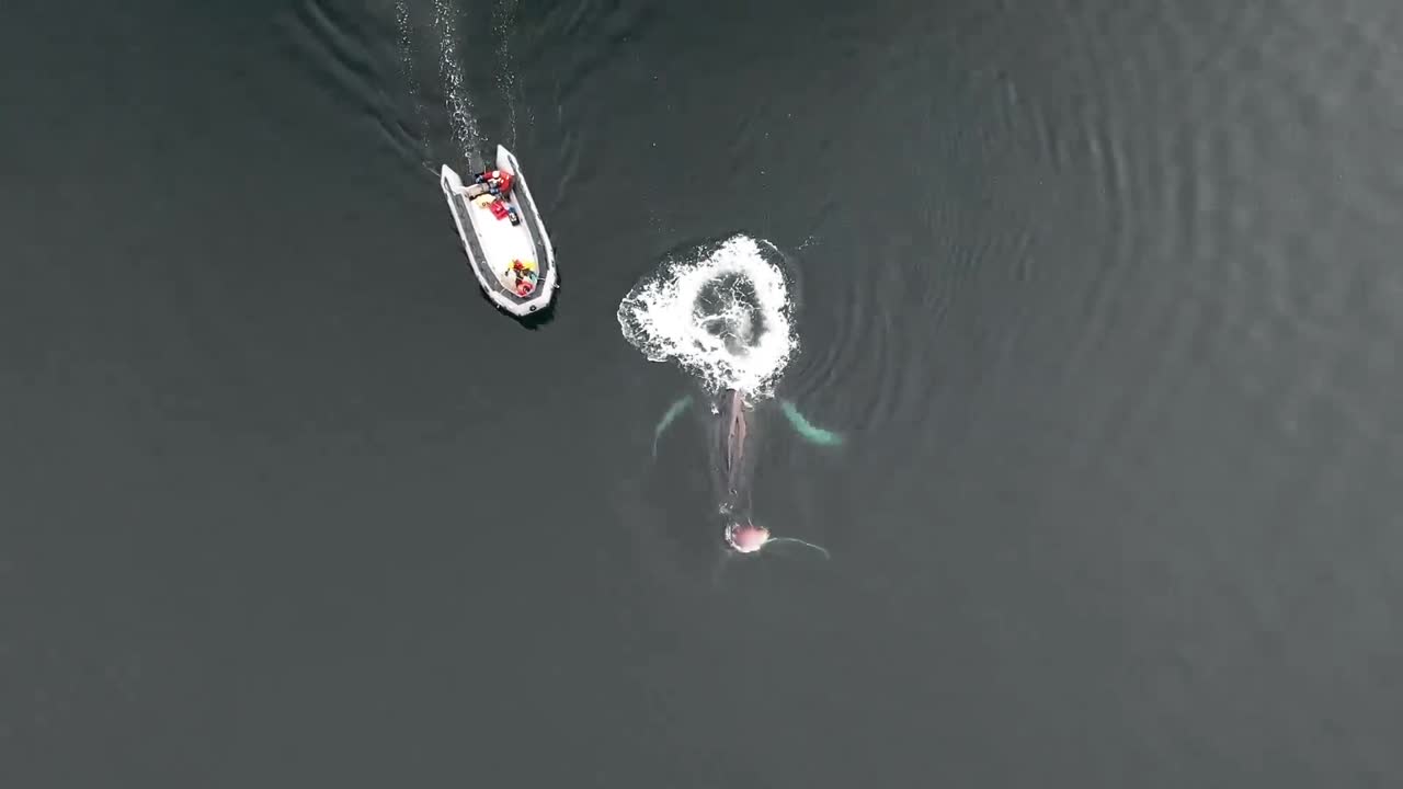 낚시 장비에서 혹등 고래를 분리하려는 noaa의 공중 및 헤드 마운트 영상