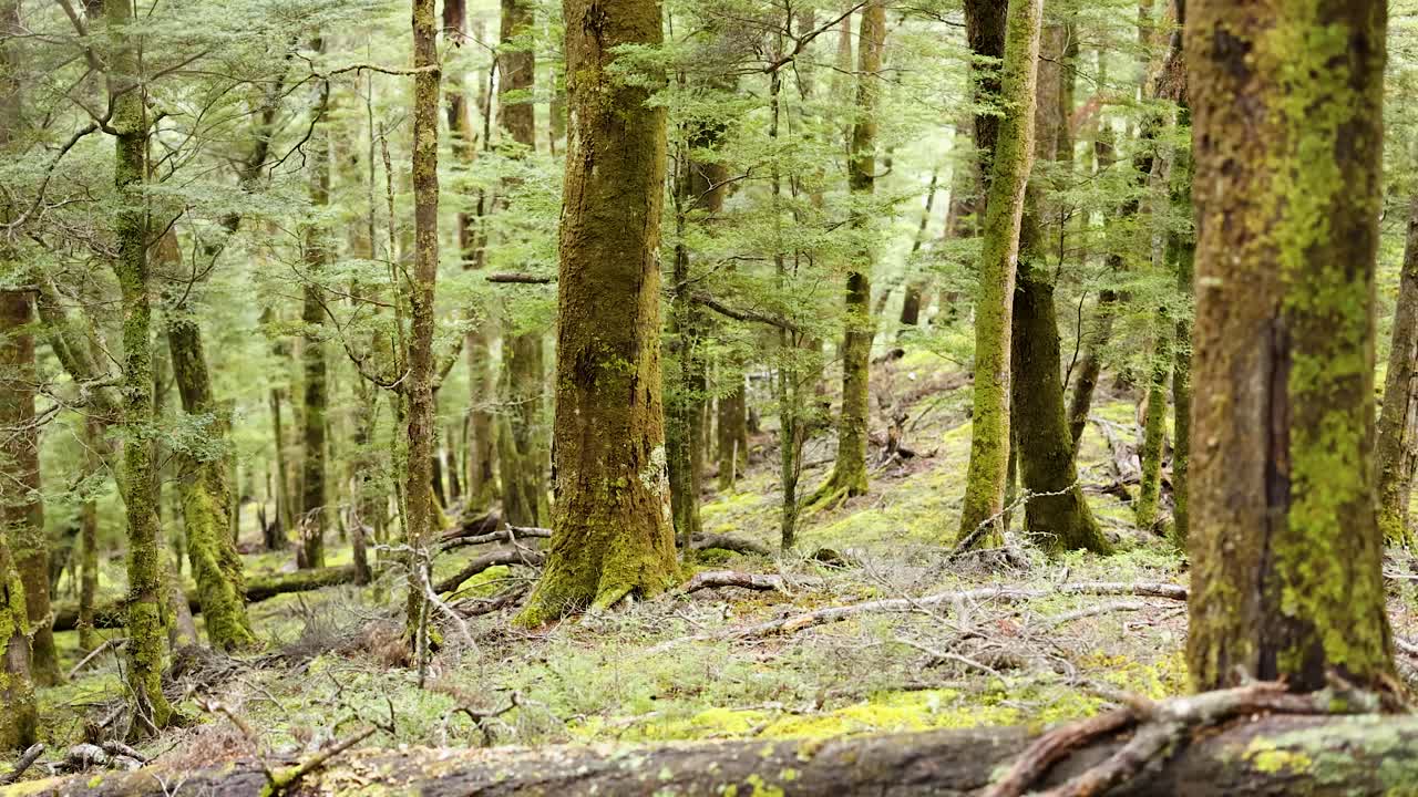 Lush green forest with towering trees and moss-covered ground, captured in soft natural light, evoking tranquility