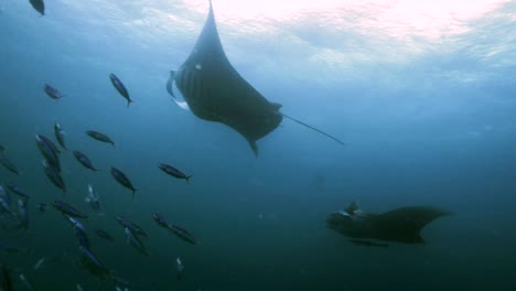manta ray hace loopings, palau
