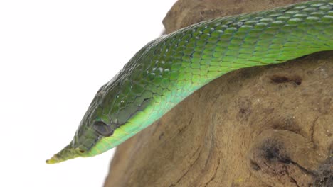 close-up of a green rhinoceros snake on wood