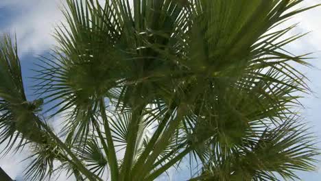 cielo de palmeras 01