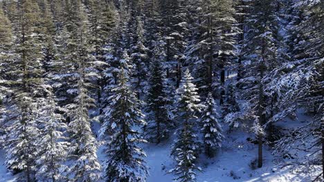 Winter-forest-with-snowy-trees-aerial-view,-winter-nature