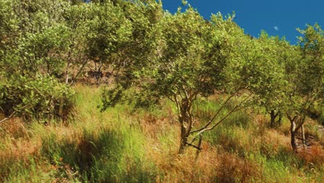 Walking near a row of olive trees on a windy day