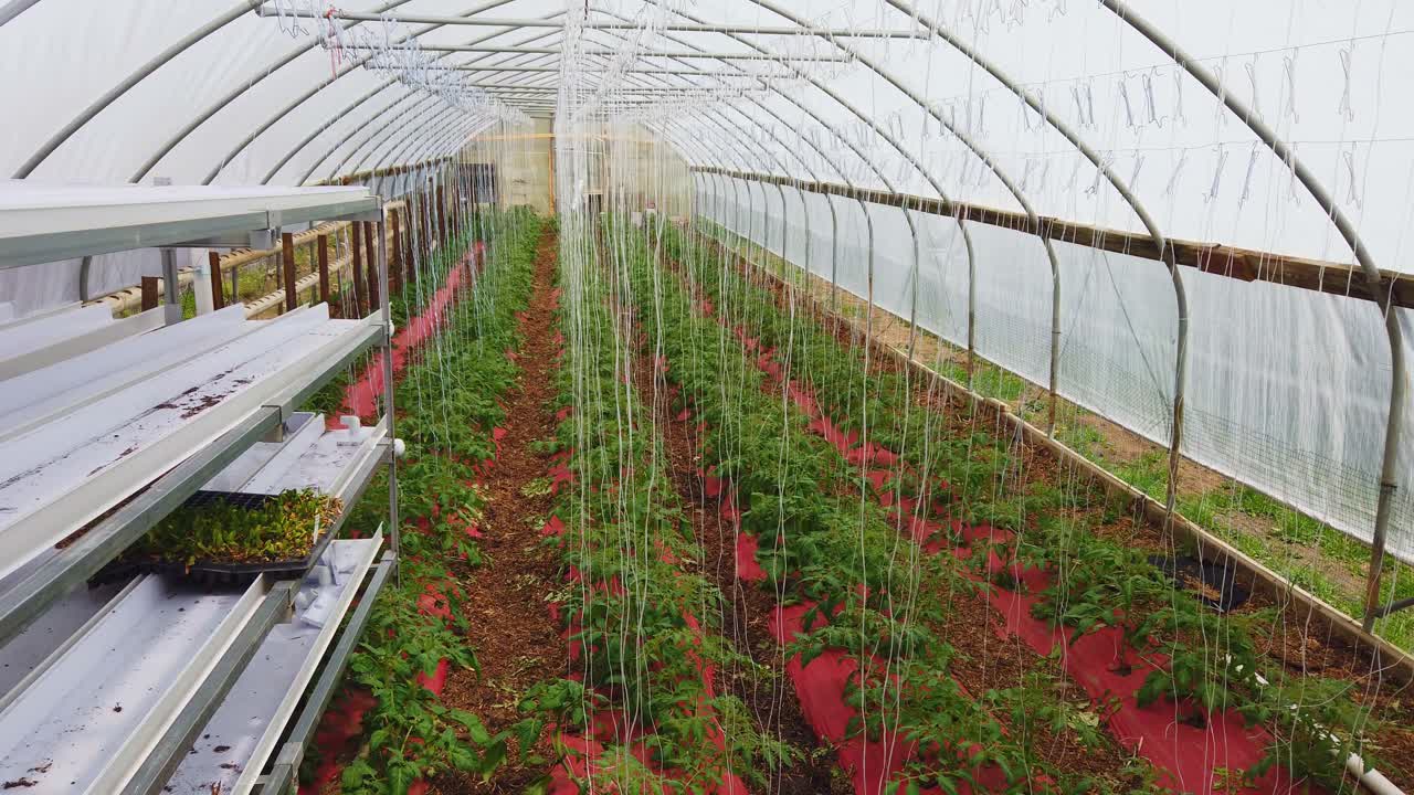 la casa verde de los pobres con plantas jóvenes de tomate cultivadas y cuidadas