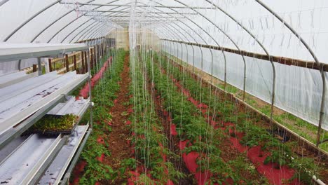 poor man's green house with young tomato plants being grown and care for