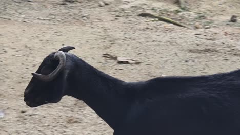 black goat in a rural setting