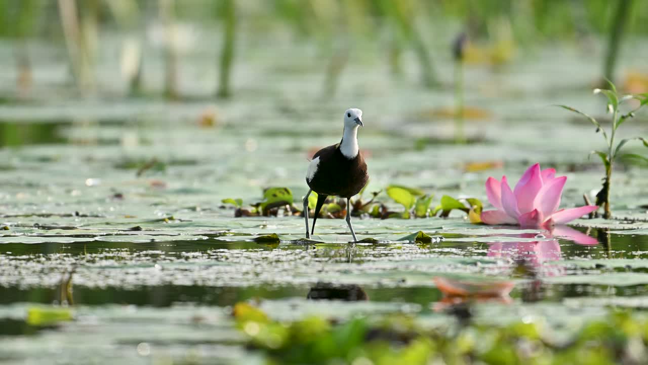 A pheasant-tailed jacana lifts into flight from a water lily pond, captured mid-motion among blooming aquatic flowers in serene light
