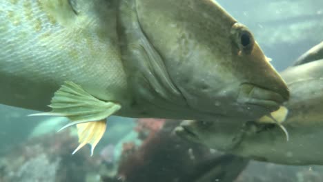 huge codfish passing really close to camera