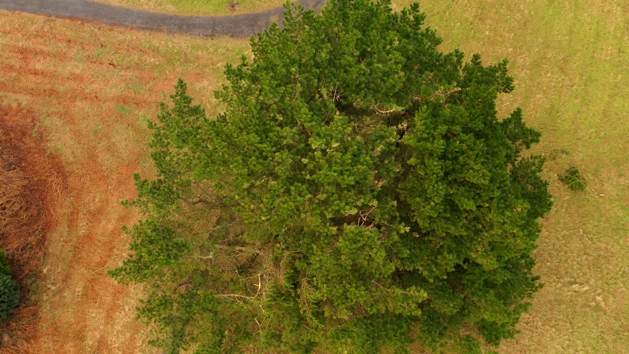 Drone ascends tilting down on a lone tree in a grassy field under soft light, calm and isolation