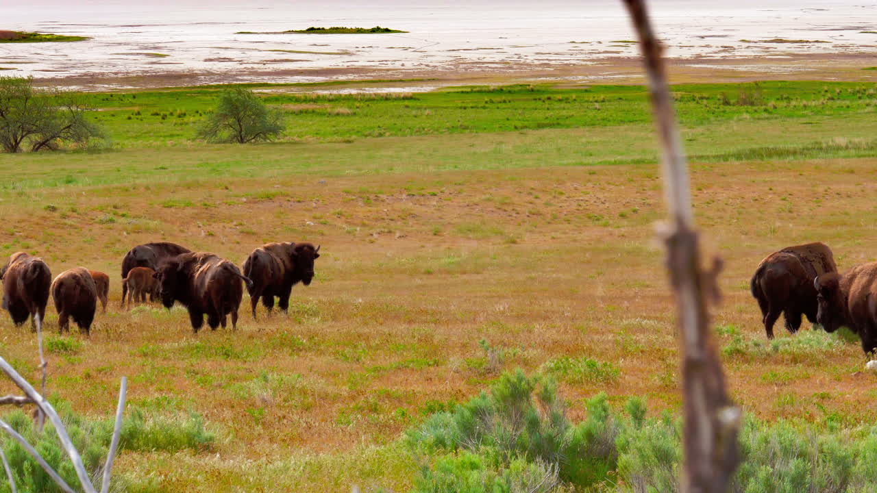 un rebaño de búfalos o bisontes caminan por un prado verde con sus crías en la primavera