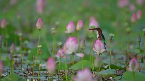 white-throated kingfisher on a lotus flower on nature background