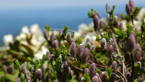 Pink-bulbous-flowers-shake-and-quiver-in-wind-with-blue-sky-and-white-flowers-in-background