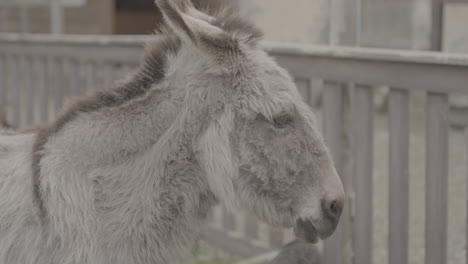 close up of a donkey sitting in a closed area moving its head and sniffing around log