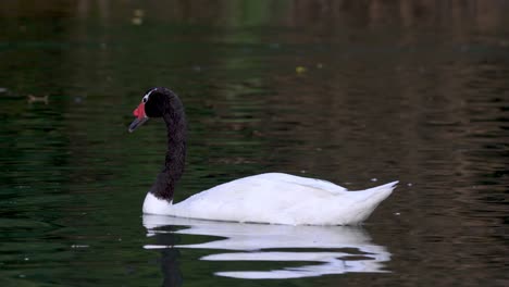 un hermoso cisne de cuello negro nadando solo en un lago en busca de comida bajo el agua