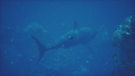 tiburón en las profundidades del océano