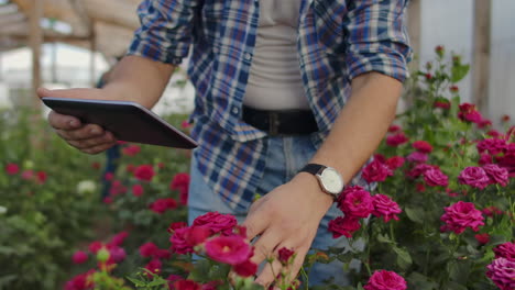 team work of colleagues modern rose farmers walk through the greenhouse with a plantation of flowers touch the buds and touch the screen of the tablet.