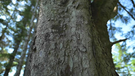 Trunk-Of-A-Douglas-Fir-Tree-At-Cape-Arago-Oregon---Close-Up,-Tilt-down-Shot