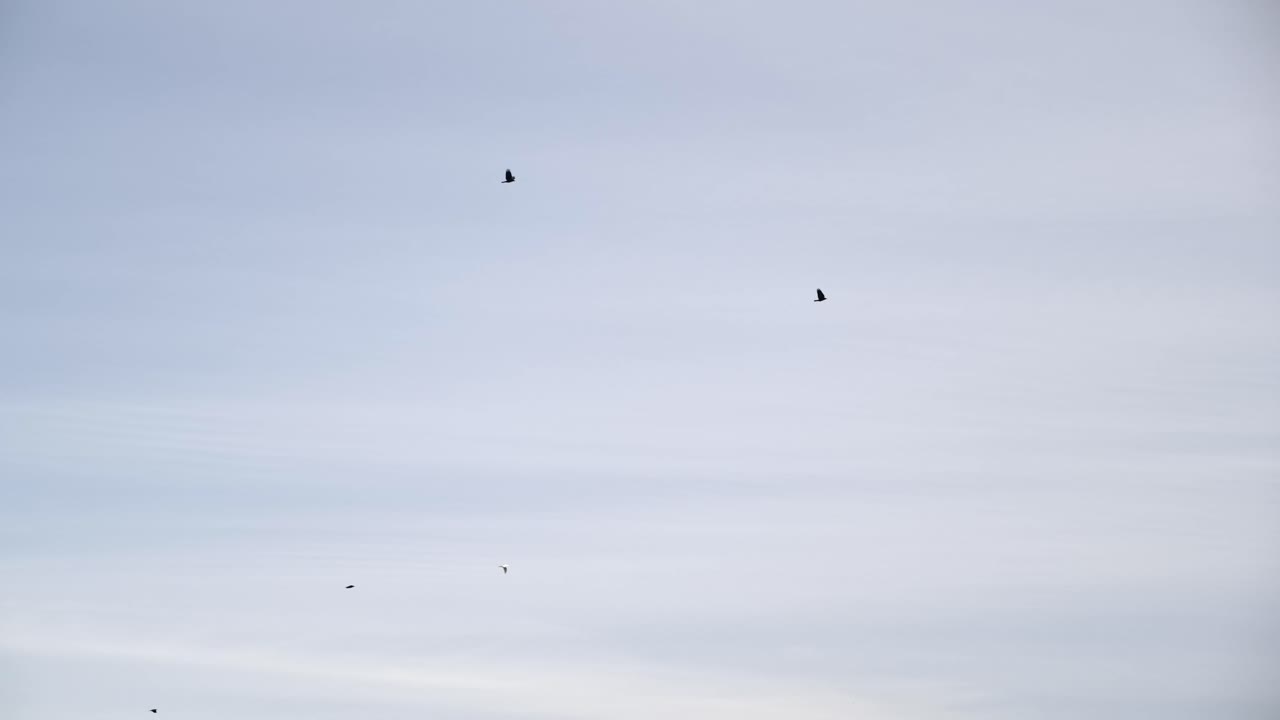 은 하늘을 향해 날아다니는 새들