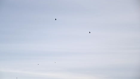 pájaros volando contra el cielo despejado