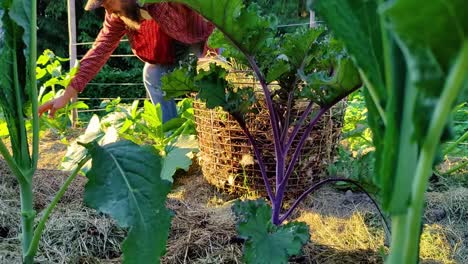 man picking weed from plants in a garden