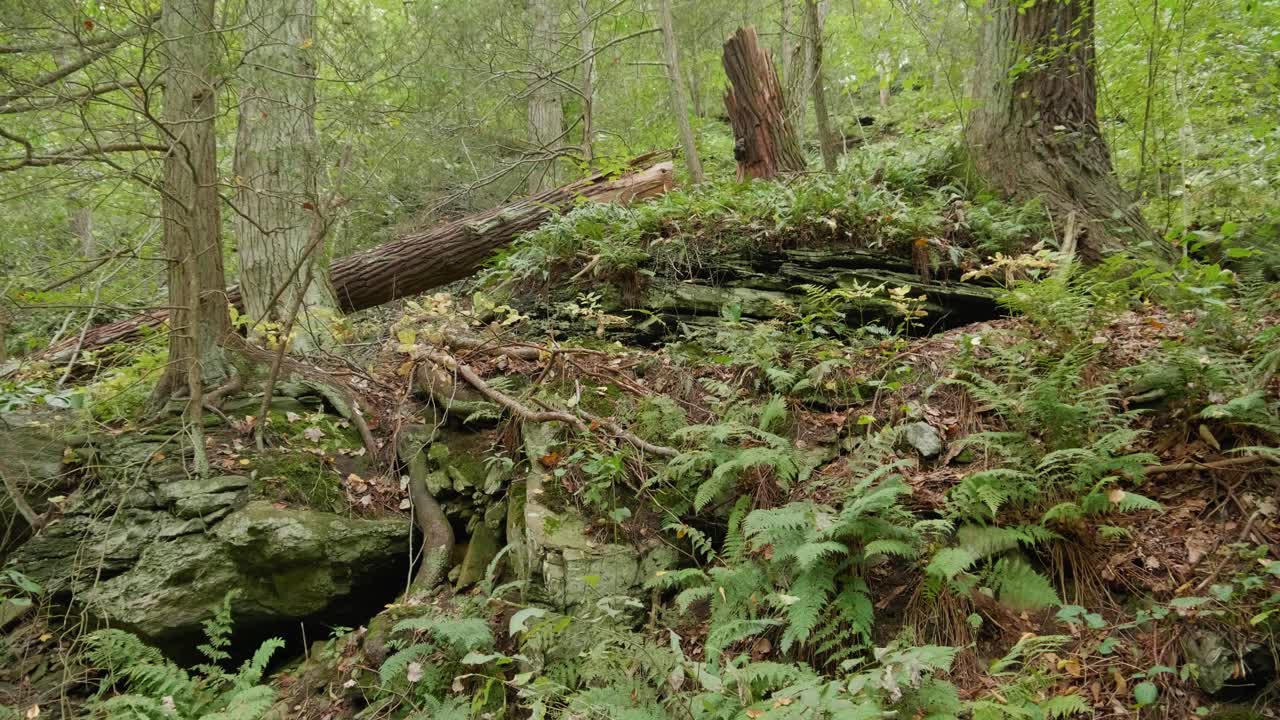 賓夕法尼亞州威薩希康溪附近的森林樹林