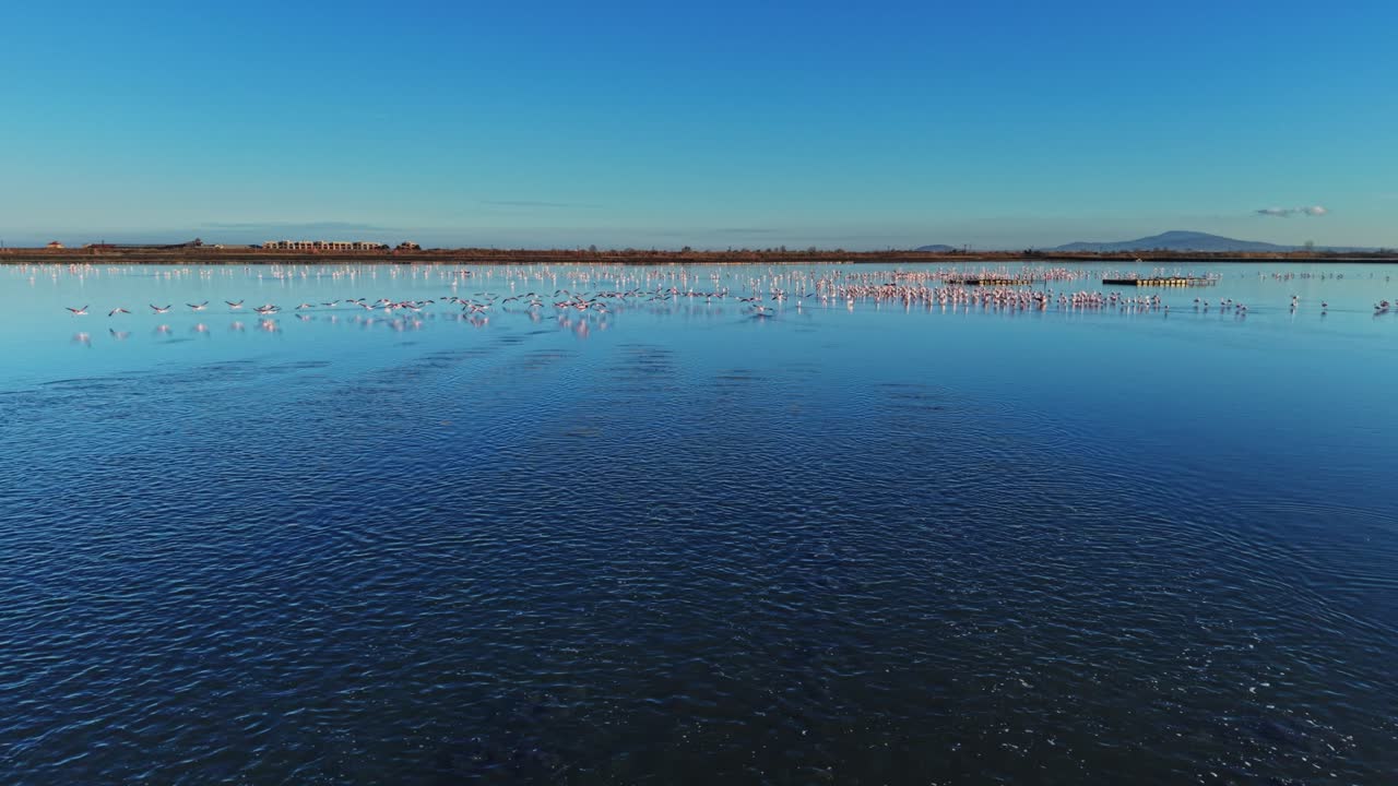 Flock of flamingos flying over a calm water body in bright daylight