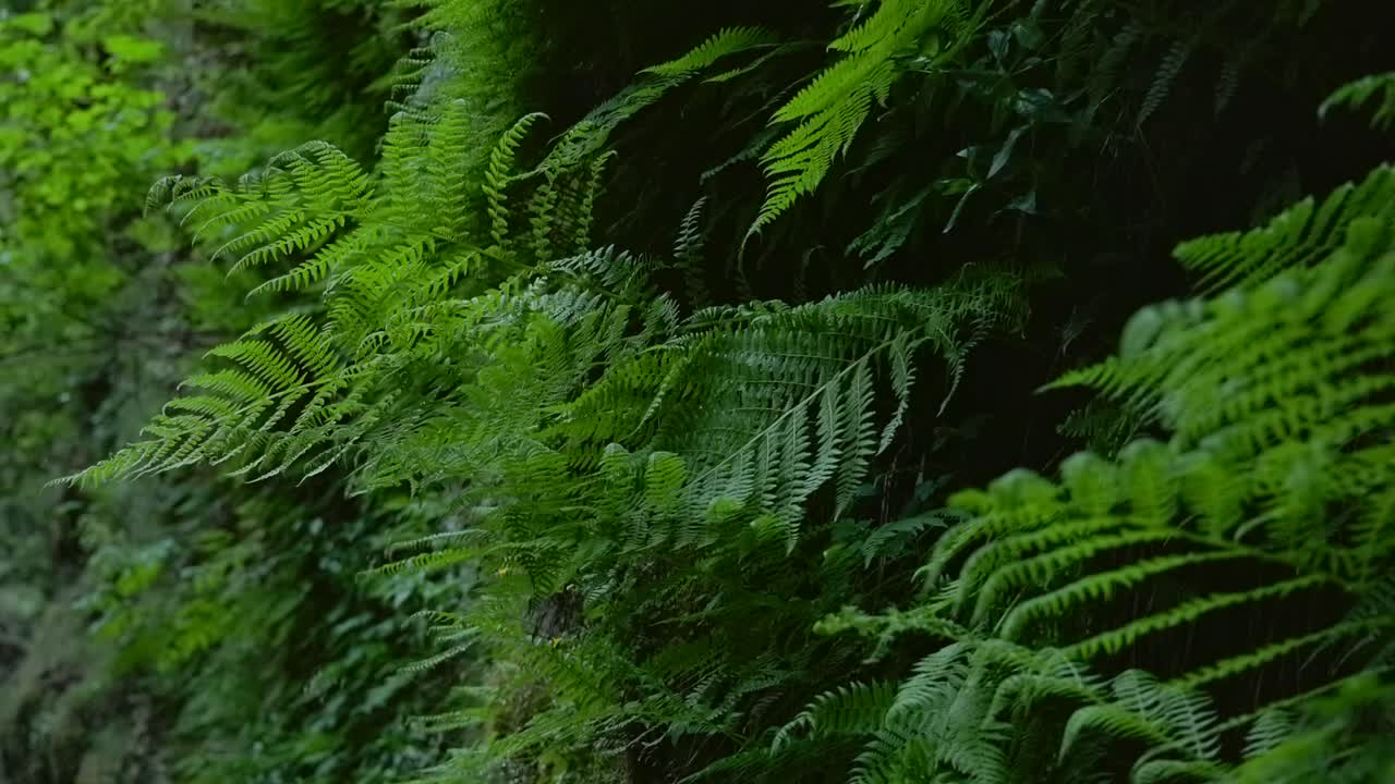 Ripresa ravvicinata di contorno di felci di un verde vibrante che crescono sul suolo umido della foresta nella lussureggiante foresta del Pacifico nord-occidentale.