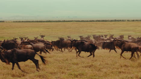 wildebeest herd in african savanna
