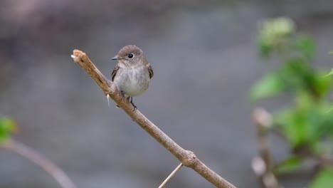 Papamoscas-Marrón-Asiático,-Muscicapa-Dauurica-Vista-Posada-En-Una-Ramita-Mirando-Hacia-La-Izquierda-Y-La-Derecha,-Parque-Nacional-Khao-Yai,-Tailandia