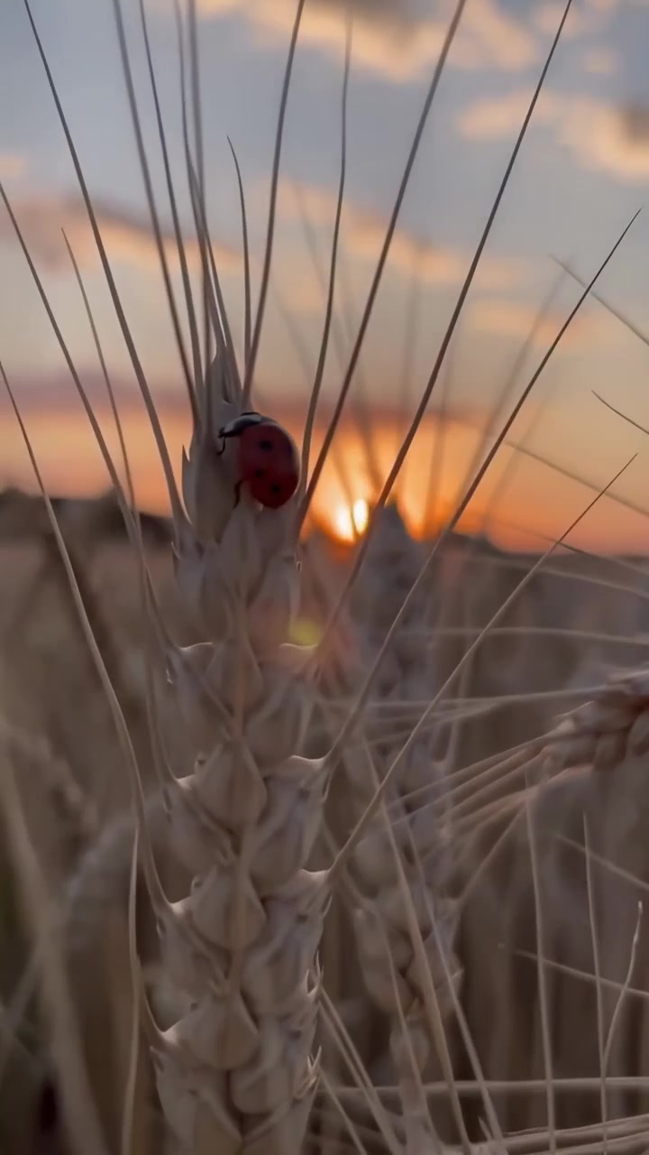 Ladybug on Wheat Stalk in Golden Hour Field
