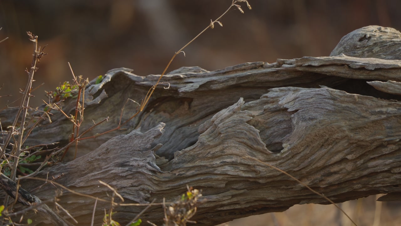 Grass stem swaying in wind beside a weathered fallen log, revealing micro habitat textures and calm atmosphere in Kruger National Park, South Africa. Static camera, shallow depth.