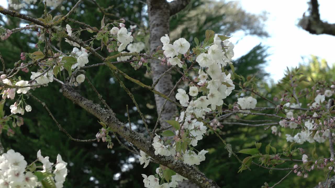 Beautiful white flowers on the branches