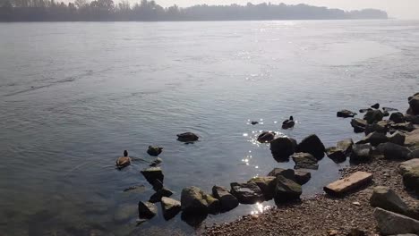 Wild-ducks-on-the-rocky-Danube-shore-in-Budapest,-Hungary